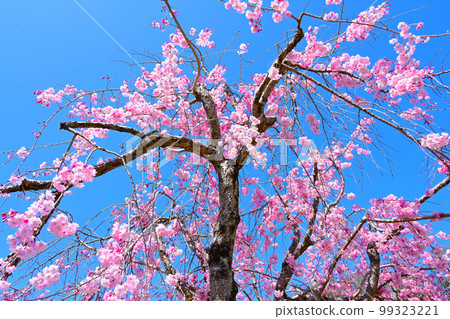 愛知縣的賞櫻勝地，水源公園的櫻花 99323221