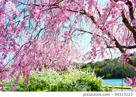 愛知縣的賞櫻勝地，水源公園的櫻花 99323222