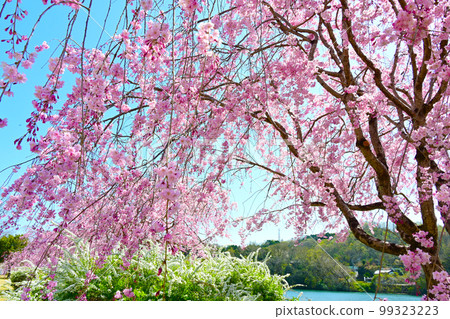 愛知縣的賞櫻勝地，水源公園的櫻花 99323223