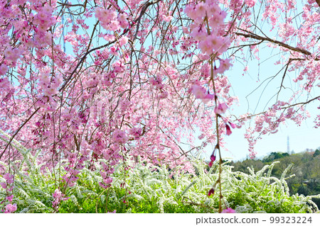 愛知縣的賞櫻勝地，水源公園的櫻花 99323224
