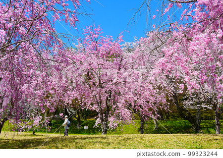 Cherry blossoms in full bloom at Suigen Park, Toyota City, Aichi Prefecture 99323244
