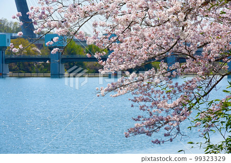 Aichi Prefecture's famous cherry blossom spot, Suigen Park's cherry blossoms 99323329