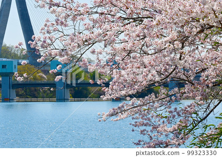 愛知縣的賞櫻勝地，水源公園的櫻花 99323330