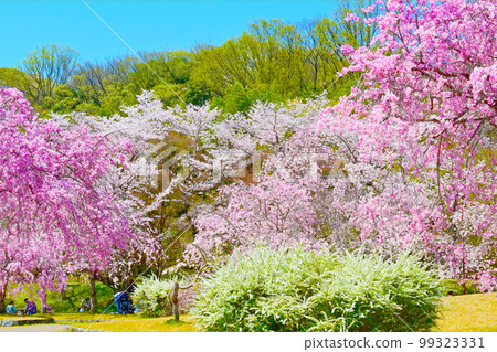 愛知縣豐田市水源公園櫻花盛開 99323331