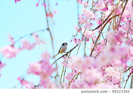 愛知縣水源公園的櫻花和野鳥 愛知縣水源公園的櫻花和野鳥 99323365