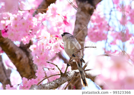 Cherry blossoms and wild birds in Aichi Prefecture Suigen Park Cherry blossoms and wild birds in Aichi Prefecture Suigen Park 99323366