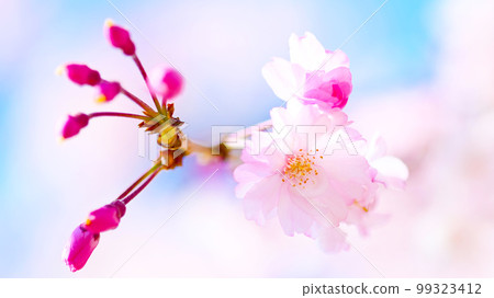 Vivid and beautiful cherry blossoms at Suigen Park Vivid and beautiful cherry blossoms at Suigen Park 99323412
