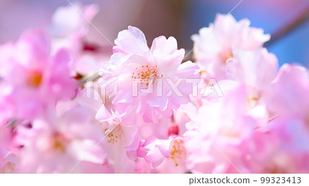 Vivid and beautiful cherry blossoms at Suigen Park 99323413
