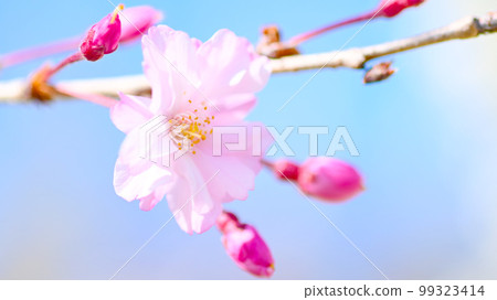 Vivid and beautiful cherry blossoms at Suigen Park Vivid and beautiful cherry blossoms at Suigen Park 99323414