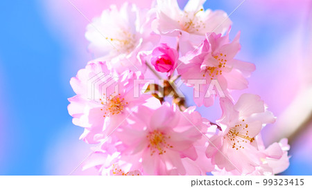 Vivid and beautiful cherry blossoms at Suigen Park Vivid and beautiful cherry blossoms at Suigen Park 99323415