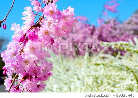 Vivid and beautiful cherry blossoms at Suigen Park Vivid and beautiful cherry blossoms at Suigen Park 99323445