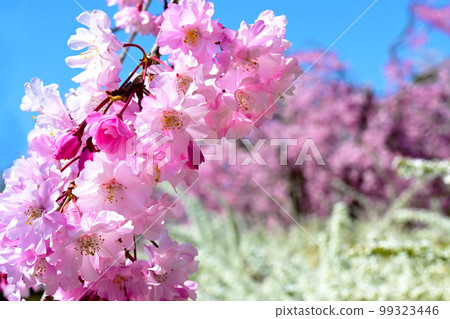 Vivid and beautiful cherry blossoms at Suigen Park Vivid and beautiful cherry blossoms at Suigen Park 99323446