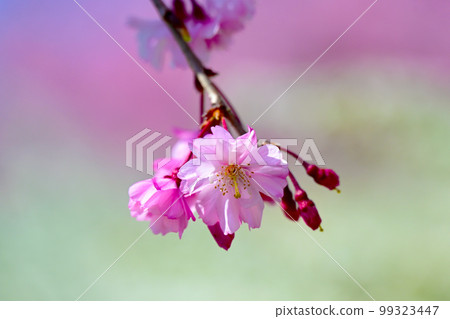 水源公園盛開的美麗櫻花 水源公園盛開的美麗櫻花 99323447