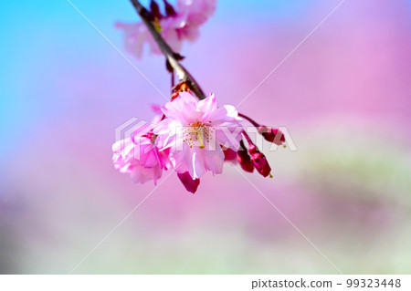 水源公園盛開的美麗櫻花 水源公園盛開的美麗櫻花 99323448