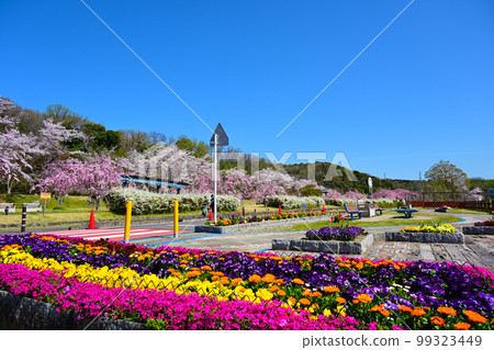 愛知縣豐田市水源公園櫻花盛開 愛知縣豐田市水源公園櫻花盛開 99323449