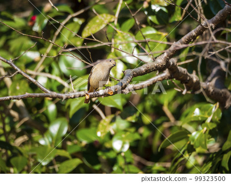 Little bird tilting its head on the tree Little bird tilting its head on the tree 99323500