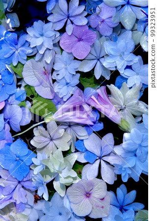 Petals blooming on the surface of the water in early summer 99323951