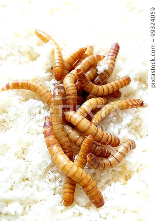 live mealworms eating bread crumbs live mealworms eating bread crumbs 99324059