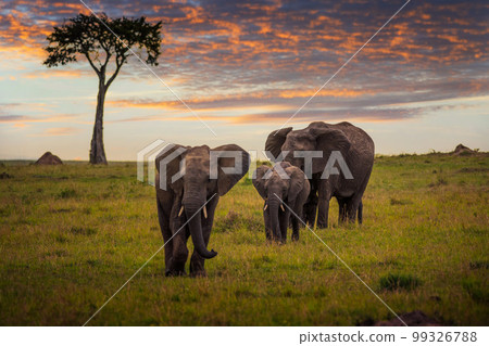 Elephant family with a baby walking at sunset in Maasai Mara, Kenya Elephant family with a baby walking at sunset in Maasai Mara, Kenya 99326788