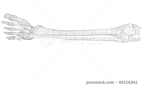 Human skeleton. 3d illustration Human skeleton. 3d illustration 99326842