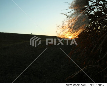 夕陽色的蒲葦 99327057