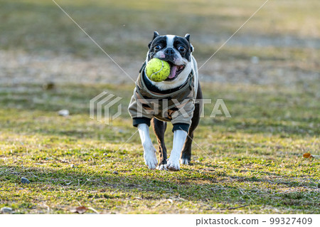 boston terrier playing ball 99327409