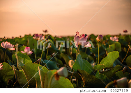 Sunrise in the field of lotuses, Pink lotus Nelumbo nucifera sways in the wind. Against the background of their green leaves. Lotus field on the lake in natural environment. 99327559