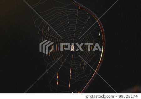 sunset and spider web sunset and spider web 99328174