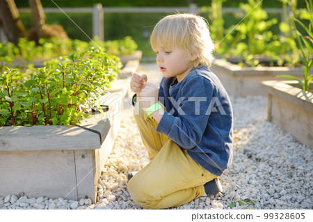 A small child is in the garden. A boy watching and sniff leaf of mint plants A small child is in the garden. A boy watching and sniff leaf of mint plants 99328605