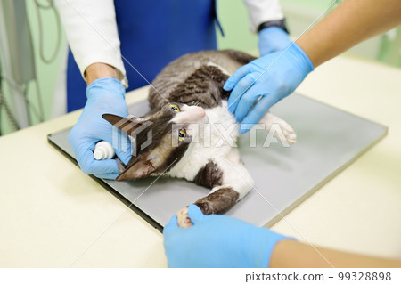 Two veterinarian doctor are going to do an x-ray of the breed Cornish Rex cat during the examination in veterinary clinic. Pet health. Care animal. Two veterinarian doctor are going to do an x-ray of the breed Cornish Rex cat during the examination in veterinary clinic. Pet health. Care animal. 99328898