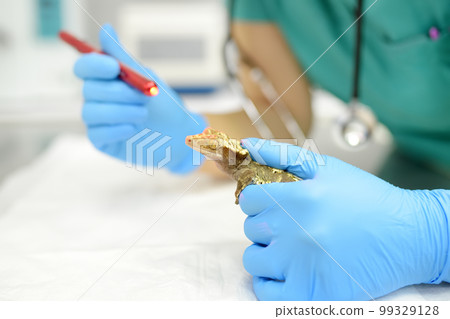 Veterinarian examines health a gecko in a veterinary clinic. Exotic animals. Unusual pet. Scaly reptile, lizards Veterinarian examines health a gecko in a veterinary clinic. Exotic animals. Unusual pet. Scaly reptile, lizards 99329128