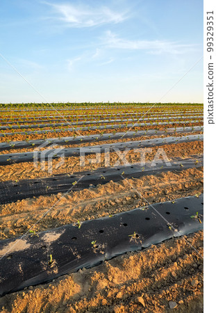 Organic vegetable farm field with patches covered with plastic mulch at sunset. 99329351