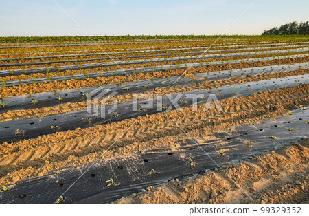 Organic vegetable farm field with patches covered with plastic mulch at sunset. 99329352