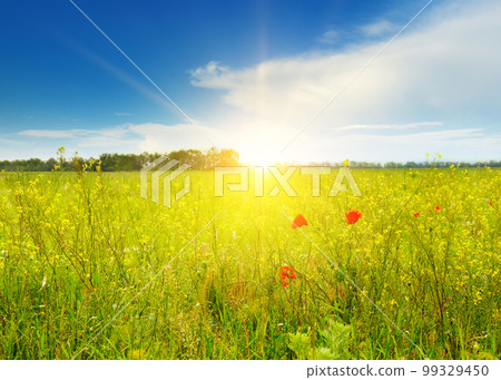 poppies field in rays sun 99329450