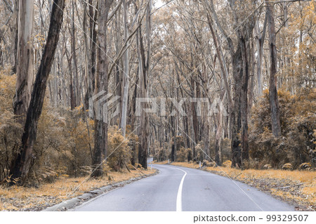 A road in the Cape Otway Rain Forest 99329507