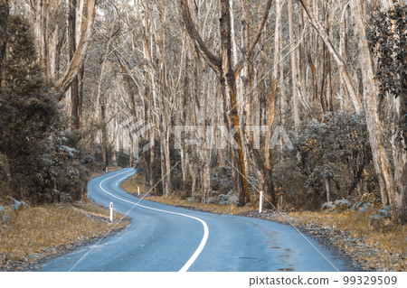 A road in the Cape Otway Rain Forest 99329509