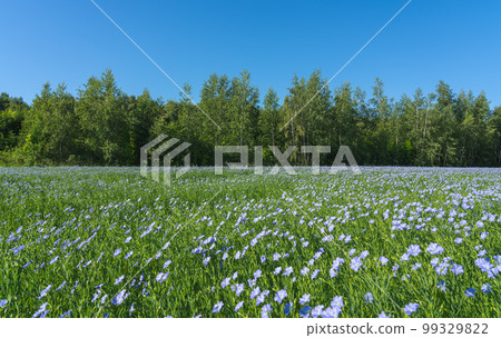 A blue field of flowering flax on a sunny cloudless morning against the background of a forest and a blue sky A blue field of flowering flax on a sunny cloudless morning against the background of a forest and a blue sky 99329822
