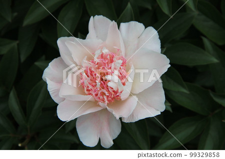 Early summer flowers / pale pink "peony" Early summer flowers / pale pink "peony" 99329858