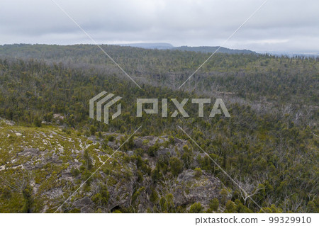 Aerial photograph of bushfire affected trees in the Blue Mountains 99329910