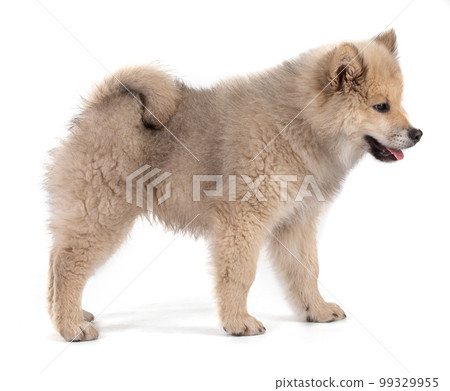 Adorable beige Eurasier puppy Adorable beige Eurasier puppy 99329955