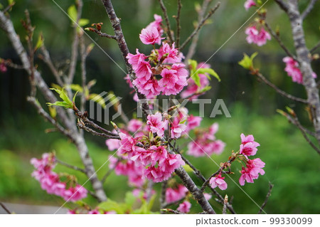 cherry blossom cherry blossom flowering hikan sakura kanhi sakura scarlet cherry blossom cold scarlet cherry blossom pink plant spring peach cherry blossom cherry blossom flowering hikan sakura kanhi sakura scarlet cherry blossom cold scarlet cherry blossom pink plant spring peach 99330099