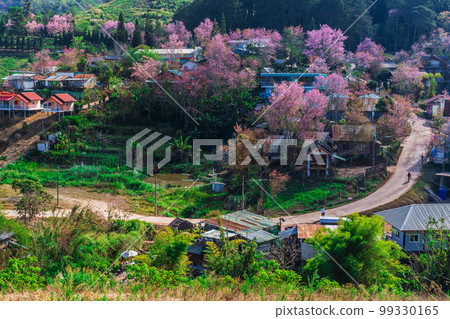 landscape of Beautiful Wild Himalayan Cherry Blooming pink Prunus cerasoides flowers at Phu Lom Lo Loei and Phitsanulok of Thailand landscape of Beautiful Wild Himalayan Cherry Blooming pink Prunus cerasoides flowers at Phu Lom Lo Loei and Phitsanulok of Thailand 99330165