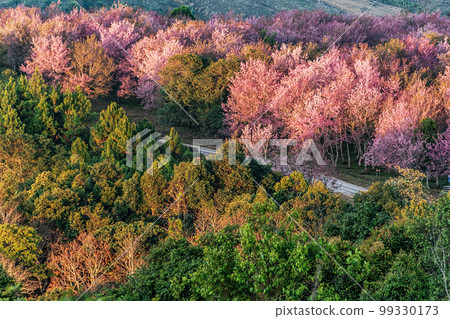 landscape of Beautiful Wild Himalayan Cherry Blooming pink Prunus cerasoides flowers at Phu Lom Lo Loei and Phitsanulok of Thailand 99330173
