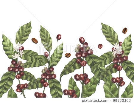 Watercolor frame round of red coffee arabica beans on branch with berries. Hand-drawn illustration isolated on white background. Perfect food menu, label, banner, flyer, brochure template. Watercolor frame round of red coffee arabica beans on branch with berries. Hand-drawn illustration isolated on white background. Perfect food menu, label, banner, flyer, brochure template. 99330363