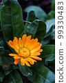Orange Calendula Flower with green leaves. Stock Photo 99330483