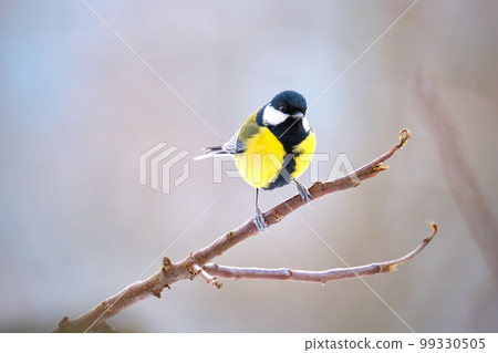 Yellow wild tit bird perching on tree branch on cold winter day Yellow wild tit bird perching on tree branch on cold winter day 99330505