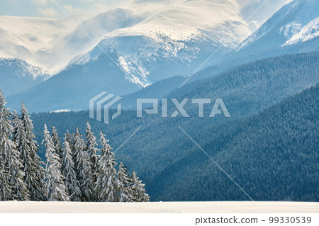 Winter landscape with high mountain hills covered with evergreen pine forest after heavy snowfall on cold wintry day. 99330539