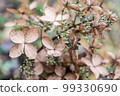 Withered hydrangea paniculata flowers closeup over purple blurred background. 99330690