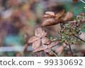 Withered hydrangea paniculata flowers closeup over purple blurred background. 99330692