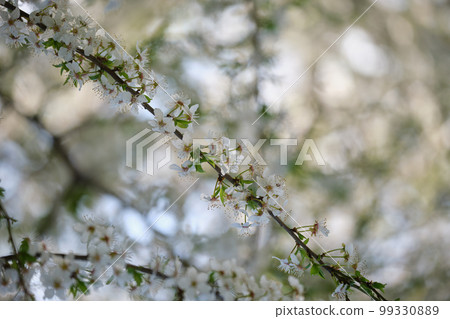Twigs of cherry tree with white blossoming flowers in early spring Twigs of cherry tree with white blossoming flowers in early spring 99330889